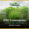 Why Lemongrass Is a Must-Have Herb in Your Kitchen Garden