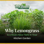Why Lemongrass Is a Must-Have Herb in Your Kitchen Garden
